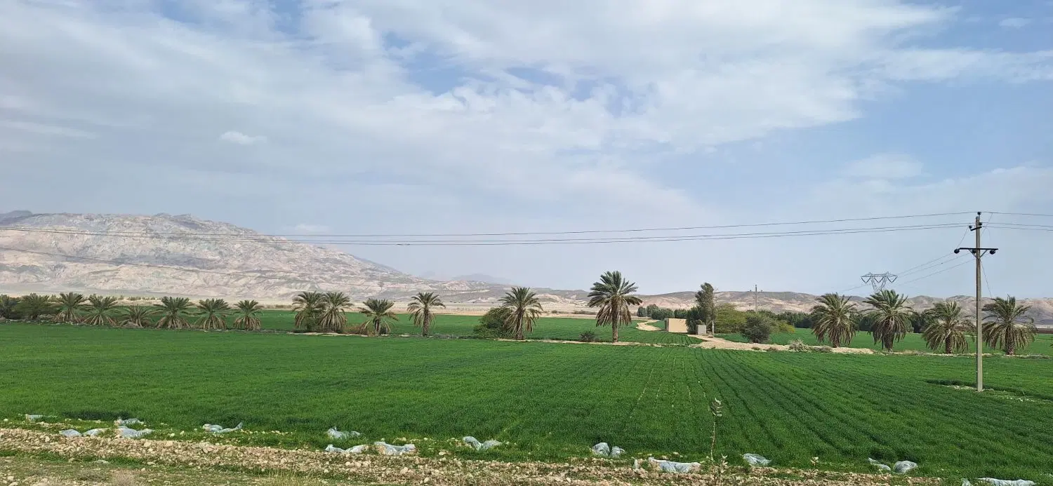 زمین های زراعی